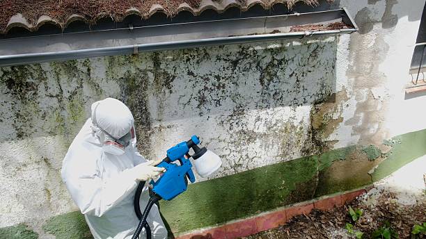Trusted Mold Removal service in Schoolcraft, MI - Cheap Mold Removal